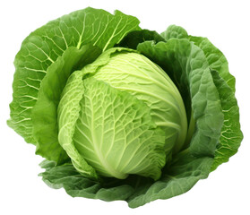 Obraz premium PNG Cabbage vegetable plant food.