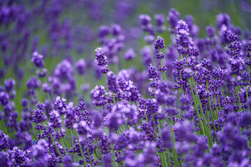 ラベンダー畑　北海道の初夏の絶景