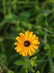 yellow flower in the garden