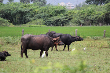 close up shot of buffalo italian buffalo and indian buffalo	
