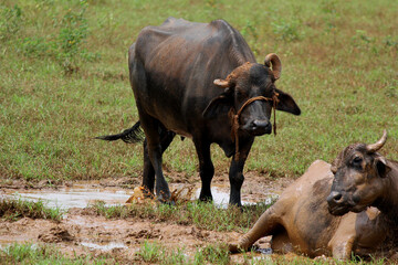 Fototapeta premium close up shot of buffalo italian buffalo and indian buffalo 