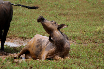close up shot of buffalo italian buffalo and indian buffalo	