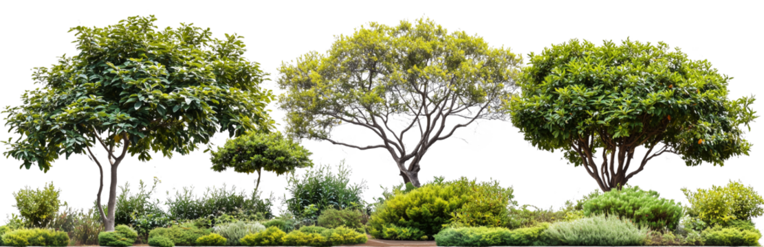 trees and bushes in a garden, isolated on a transparent background - Powered by Adobe