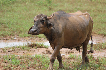 Obraz premium close up shot of buffalo italian buffalo and indian buffalo 