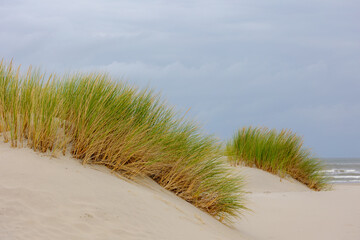 White sand beach at north sea coastline, European marram beach grass on the dune, Ammophila...