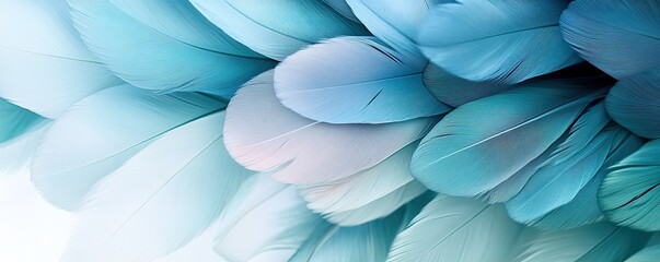 Obraz premium Feathers, in shades of blue and green on a white background. Wallpaper, banner, background