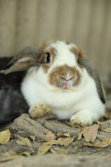 Rabbits in Farm