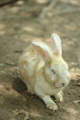 Rabbits in Farm
