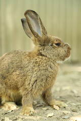 Rabbits in Farm