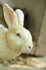 Rabbits in Farm