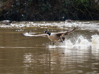 Canada Goose Taking Off on a Lake