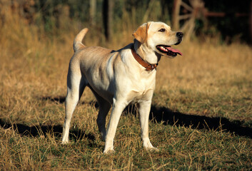 Chien, race Labrador