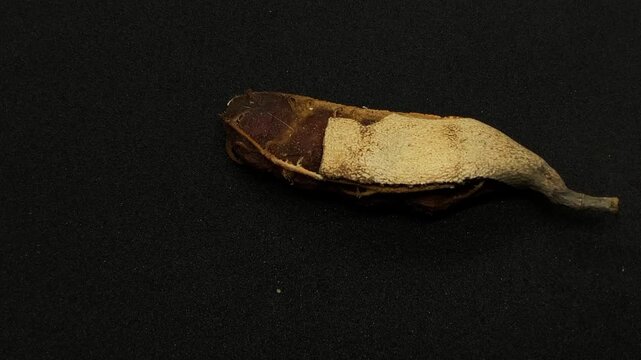 Ripe indian dates fruit tamarind isolated on black background