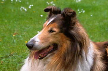 Fototapeta premium Chien, race Collier à poil long ou Berger d'Ecosse