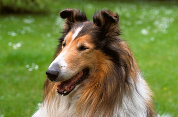Chien, race Collier à poil long ou Berger d'Ecosse