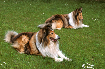 Chien, race Collier à poil long ou Berger d'Ecosse