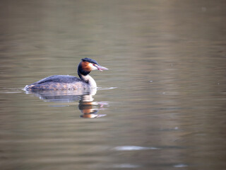 Great Crested Grebe on Water