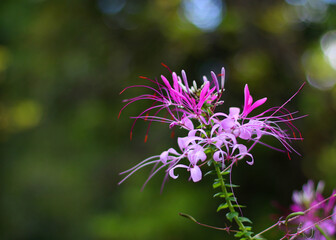A close-up shot of a vibrant Spider Flower (Cleome hassleriana) in bloom, showcasing its delicate pink-purple petals and unique, wispy stamens.