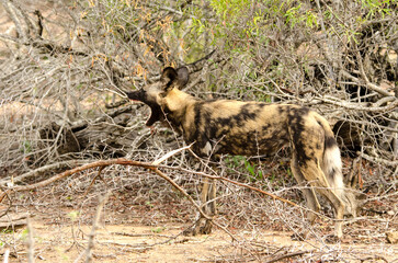 Lycaon, Lycaon pictus, Parc national Kruger, Afrique du Sud