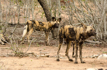 Lycaon, Lycaon pictus, Parc national Kruger, Afrique du Sud