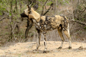 Lycaon, Lycaon pictus, Parc national Kruger, Afrique du Sud