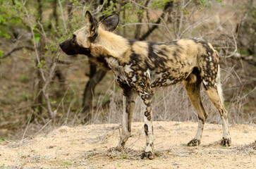 Lycaon, Lycaon pictus, Parc national Kruger, Afrique du Sud