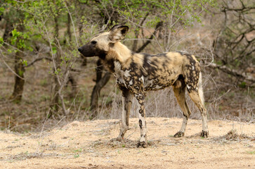 Lycaon, Lycaon pictus, Parc national Kruger, Afrique du Sud