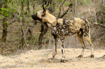 Lycaon, Lycaon pictus, Parc national Kruger, Afrique du Sud