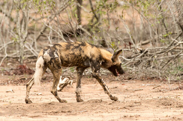 Lycaon, Lycaon pictus, Parc national Kruger, Afrique du Sud