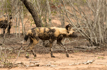 Lycaon, Lycaon pictus, Parc national Kruger, Afrique du Sud