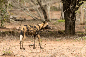 Lycaon, Lycaon pictus, Parc national Kruger, Afrique du Sud