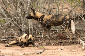 Lycaon, Lycaon pictus, Parc national Kruger, Afrique du Sud