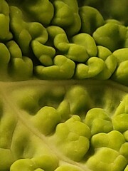 cabbage