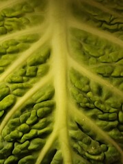 cabbage
