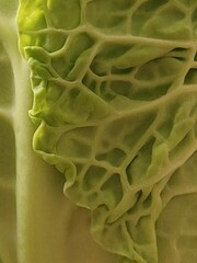 cabbage