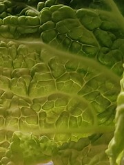 cabbage