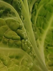 cabbage