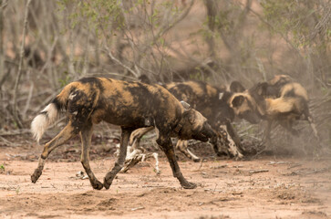 Lycaon, Lycaon pictus, Parc national Kruger, Afrique du Sud