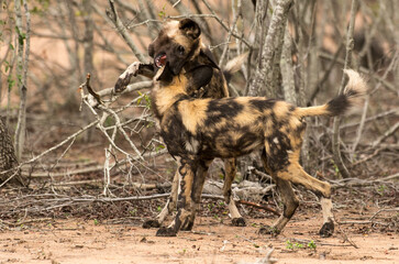 Lycaon, Lycaon pictus, Parc national Kruger, Afrique du Sud