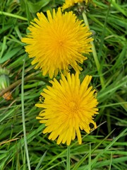 dandelion