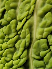 cabbage