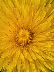 dandelion