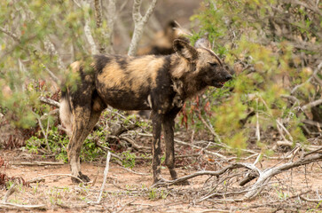 Lycaon, Lycaon pictus, Parc national Kruger, Afrique du Sud