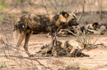 Fototapeta premium Lycaon, Lycaon pictus, Parc national Kruger, Afrique du Sud