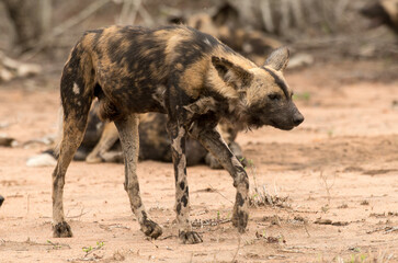 Lycaon, Lycaon pictus, Parc national Kruger, Afrique du Sud