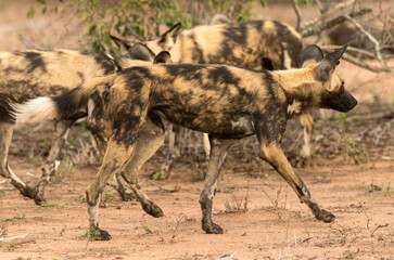 Lycaon, Lycaon pictus, Parc national Kruger, Afrique du Sud
