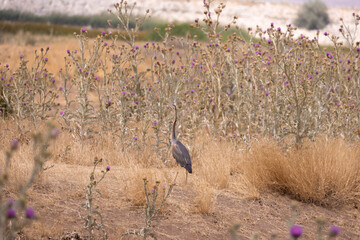 bird, crane, nature, wildlife, animal, wild, beak, birds, heron, feathers, feather, common crane,...