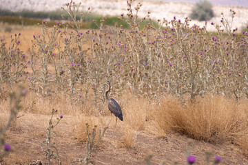 bird, crane, nature, wildlife, animal, wild, beak, birds, heron, feathers, feather, common crane,...