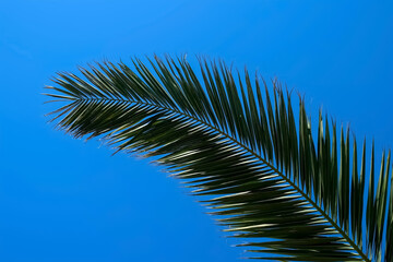 Nature background with green huge palm tree leaf on clear blue sky in sunny day. Tropical plant with leaves sway in wind. Travel, tourism, advertisement banner, tropic lifestyle, rest relax concept.