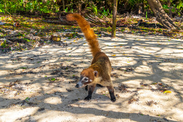 Coati coatis snuffling and search for food tropical jungle Mexico.